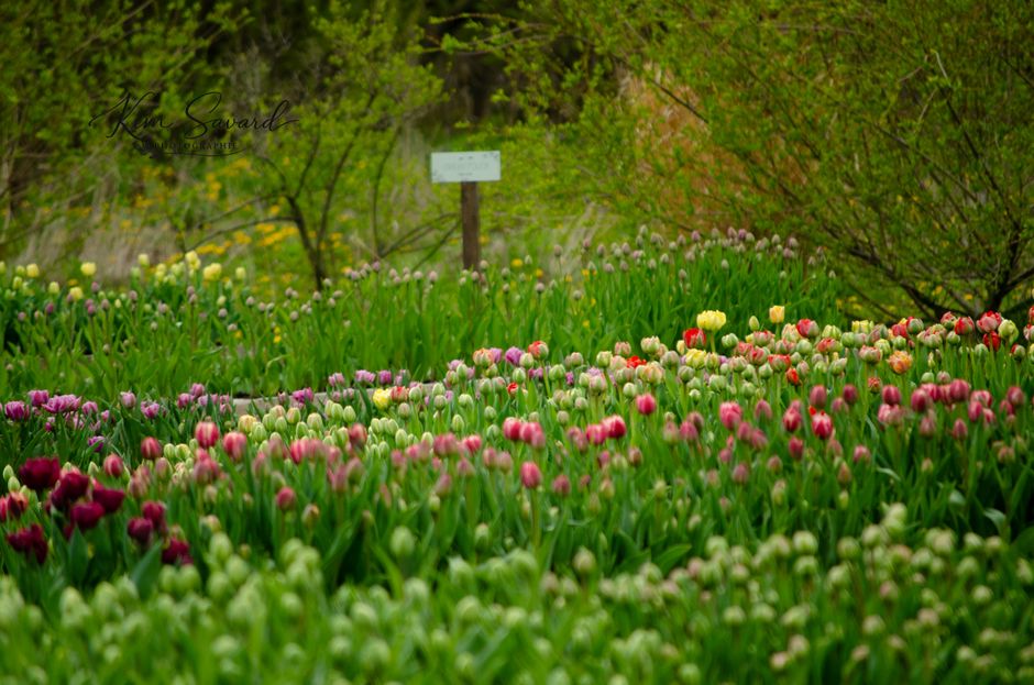 Colorful tulips blooming in a lush green field setting during a lively spring day.